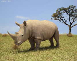 White Rhinoceros Low Poly 3D模型