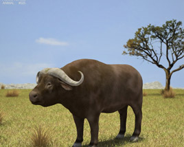African Buffalo Low Poly Modèle 3D
