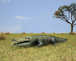 Common Crocodile Low Poly 3D-Modell