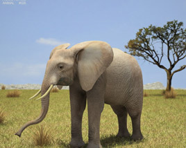African Elephant Low Poly Modelo 3D