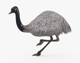 Emu Low Poly Rigged Animated Modèle 3D