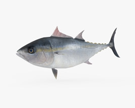 Atlantic Bluefin Tuna Low Poly Rigged Animated 3D model
