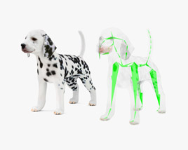 Dalmatian Puppy Low Poly Rigged 3D model
