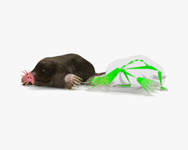 Star-Nosed Mole Low Poly Rigged 3D model
