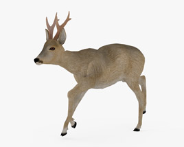 Roe Deer Low Poly Rigged Animated 3D-Modell