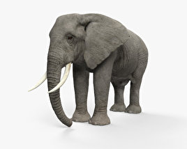 Африканский слон 3D модель