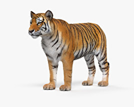 虎 3Dモデル
