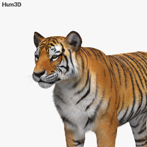 Animado Tigre 3D model - Baixar Animais no