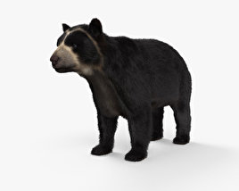 Очковый медведь 3D модель