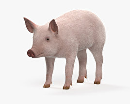 小猪 3D模型