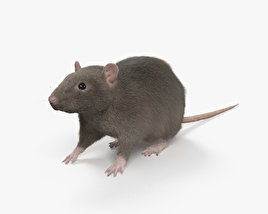 Пацюк сірий 3D модель