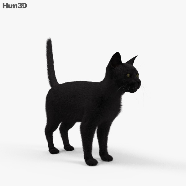 1.113.527 imagens, fotos stock, objetos 3D e vetores de Gato preto