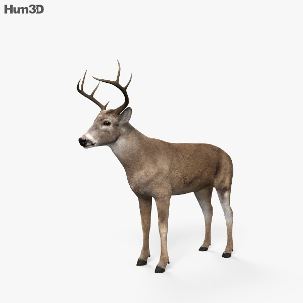 Cervos corça Modelo 3D $36 - .ma .fbx .obj - Free3D