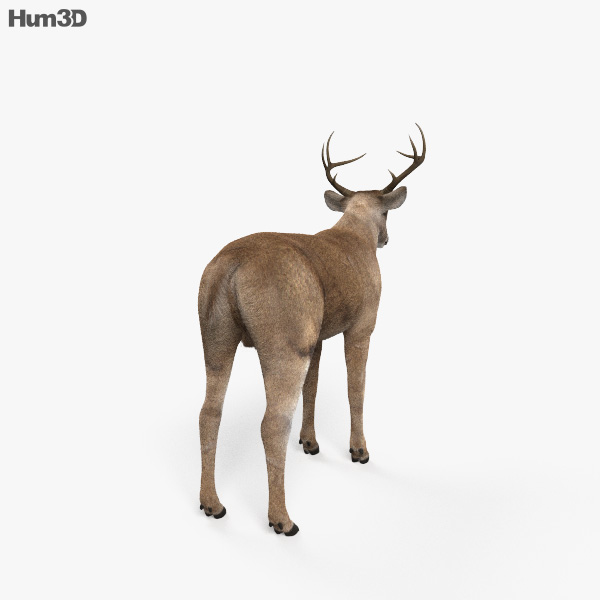 Cervos corça Modelo 3D $36 - .ma .fbx .obj - Free3D