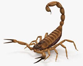 Skorpione 3D-Modell