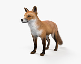 European Red Fox 3D model