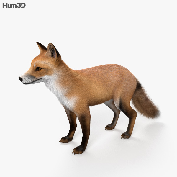 动画赤狐3D模型- 下载动物on 3DModels.org