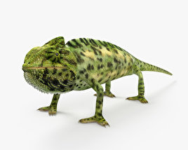 Camaleón velado Modelo 3D