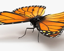 Monarch Butterfly 3D model