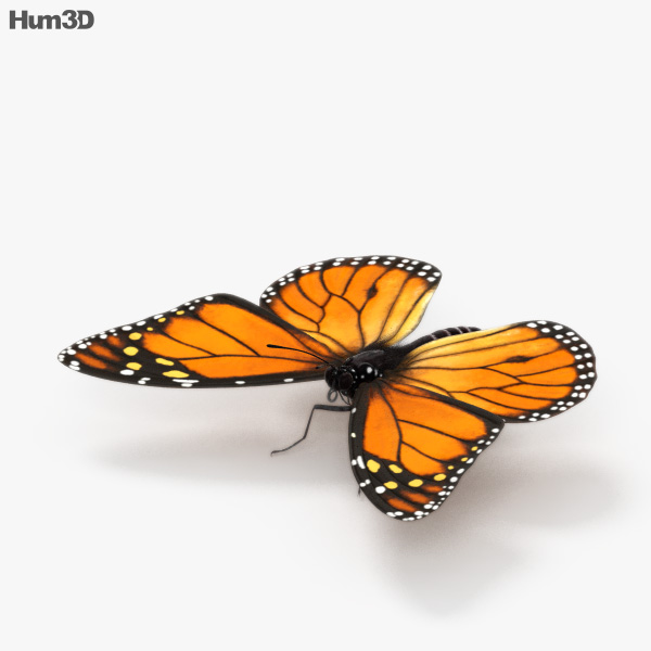 Papillon 3D | Impression photo