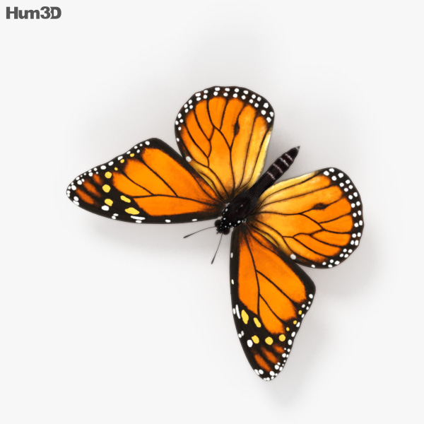 Animé Papillon monarque Modèle 3D - Télécharger Animaux on