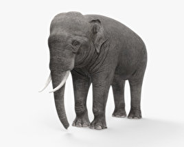Elefante asiático Modelo 3D