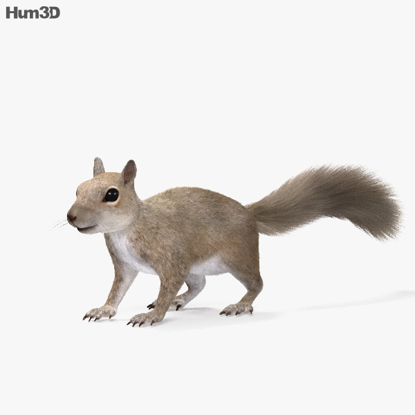 Squir 3D Models Download 
