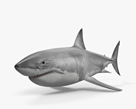 Белая акула 3D модель