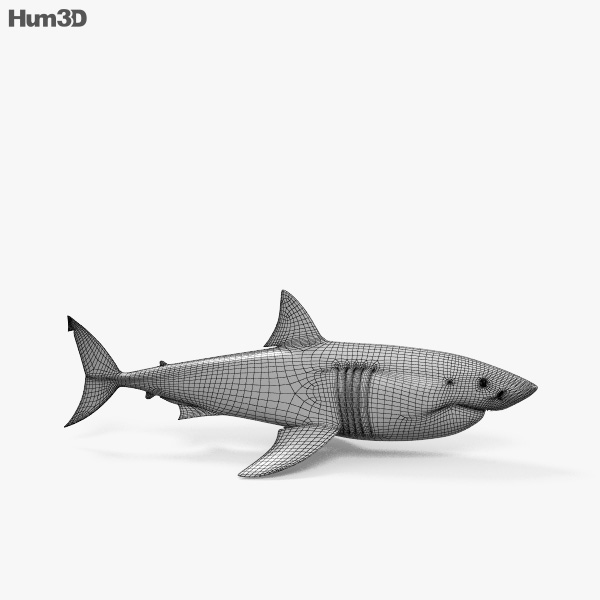 Tubarão-tigre 3D model - Baixar Animais no
