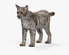 Bobcat 3D model