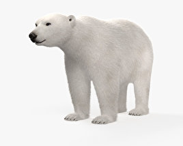 Polar Bear 3D model
