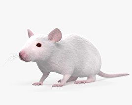Белая мышь 3D модель