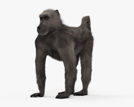 豚尾狒狒 3D模型