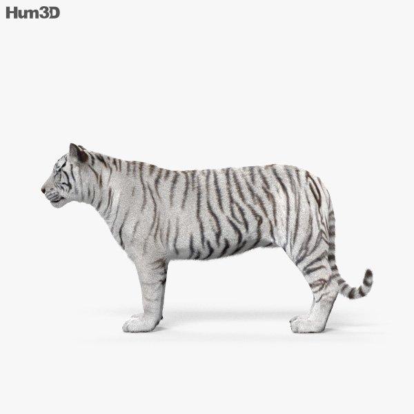 Animé Tigre blanc Modèle 3D - Télécharger Animaux on
