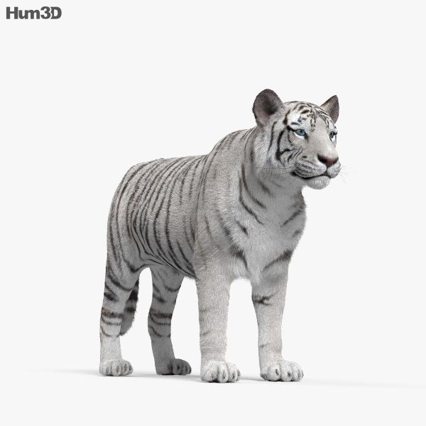 Cuque Modèle de tigre blanc Tigre blanc Modèle Simulation En