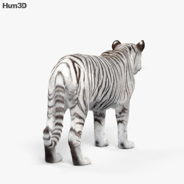 Tigre blanc Modèle 3D