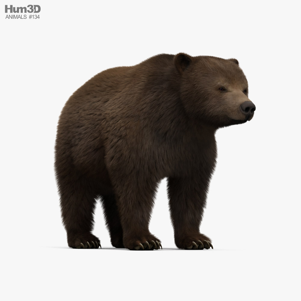 OBJ file Bear DOWNLOAD Bear 3d model animated for blender-fbx