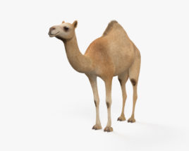 Одногорбый верблюд 3D модель