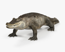 Alligator Modèle 3D