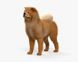 Chow-Chow 3D-Modell