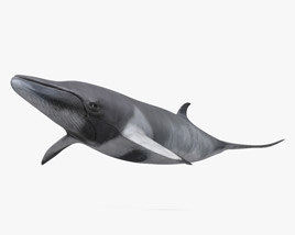 Малый полосатик кит 3D модель