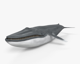 Baleia-azul Modelo 3d