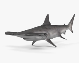 Tubarão martelo Modelo 3d