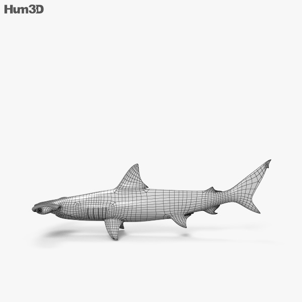 https://3dmodels.org/wp-content/uploads/Animals_HD/150_Hammerhead_Shark/Hammerhead_Shark_600_lq_0007.jpg