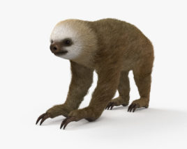 Двупалый ленивец 3D модель