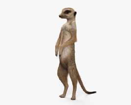 Meerkat 3D model