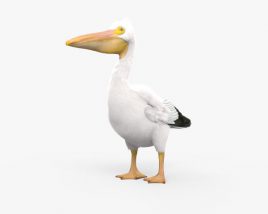 Пелікан рогодзьобий 3D модель