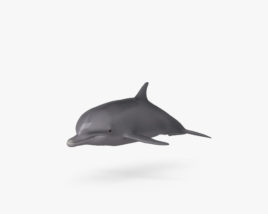 Common Bottlenose Dolphin 3D model