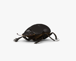 Escaravelho Modelo 3d