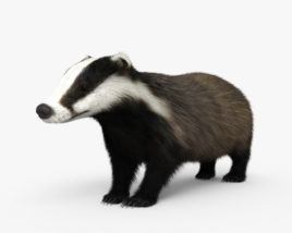 Badger 3D model